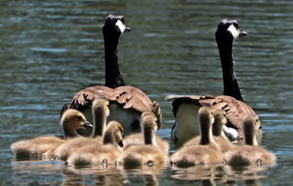 年度盘点 | 2025年度十大家族传承事件